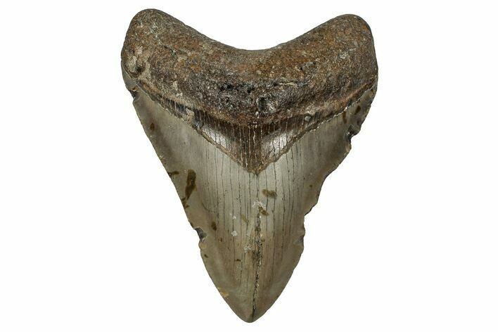 Fossil Megalodon Tooth - North Carolina #351179